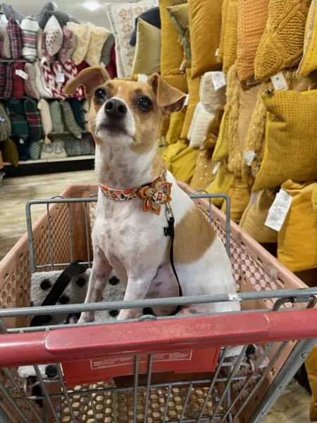 Home Goods is a dog-friendly store