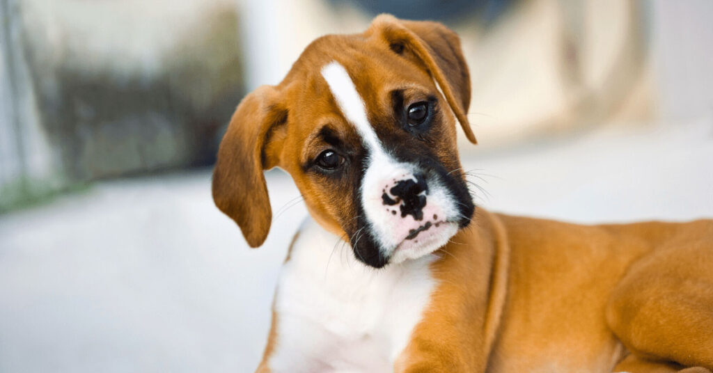 Dog Litter Box 101 How to Get Your Dog Started on Indoor Peeing