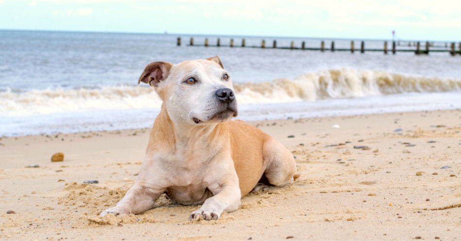 How To Care For Dogs Skin After Going To The Beach Header