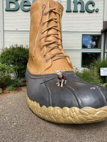 small dog sitting on giant statue of boot outside ll bean