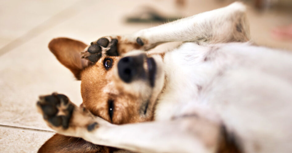 dog belly bands