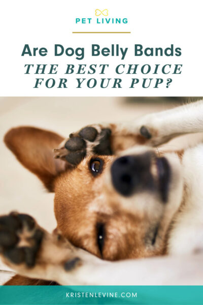 pin are dog belly bands the best choice for your pup