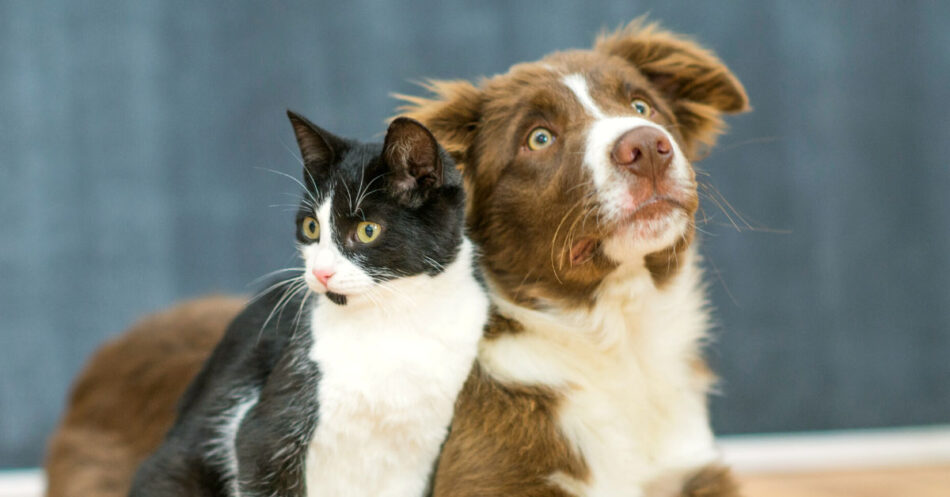 can cat litter make dogs drool