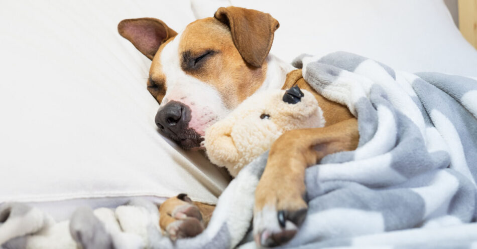 Is your dog's anxious behavior keeping him (and you) up at night? Here are five calming routines for a good night's rest.