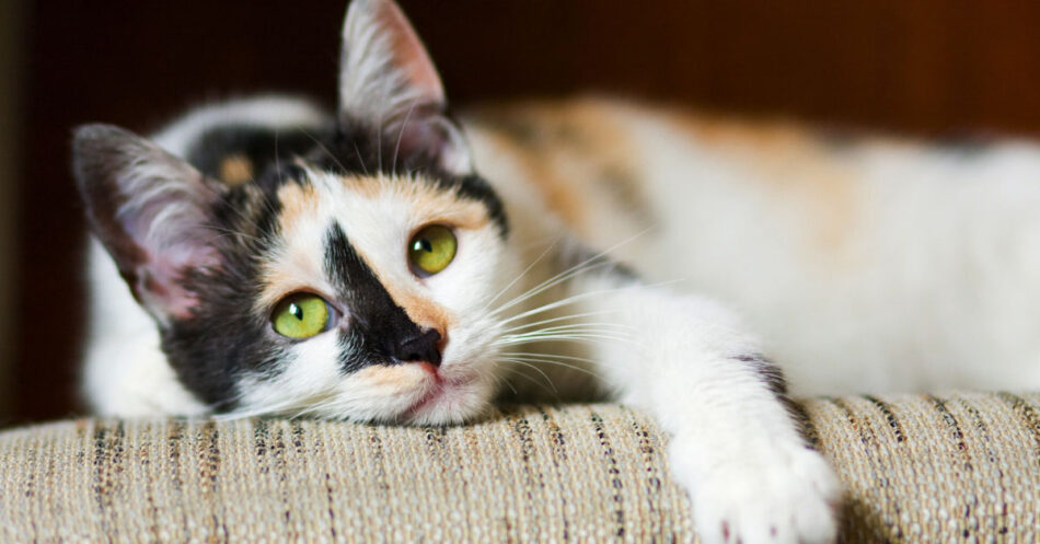 Here's how to tell if your cat is bored and what you can do to fix it.