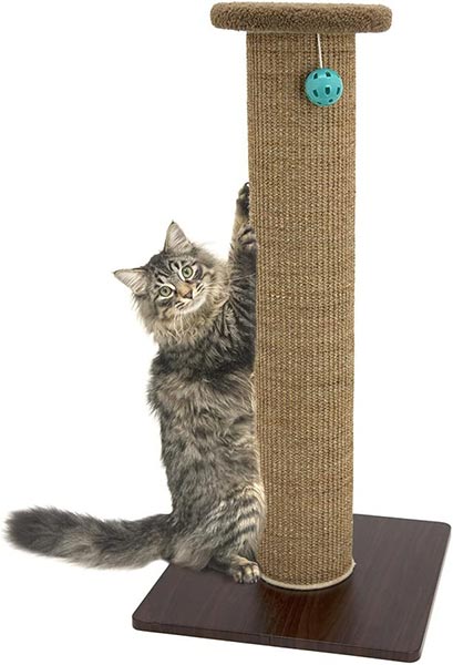 Photo of a gray cat using a scratching post