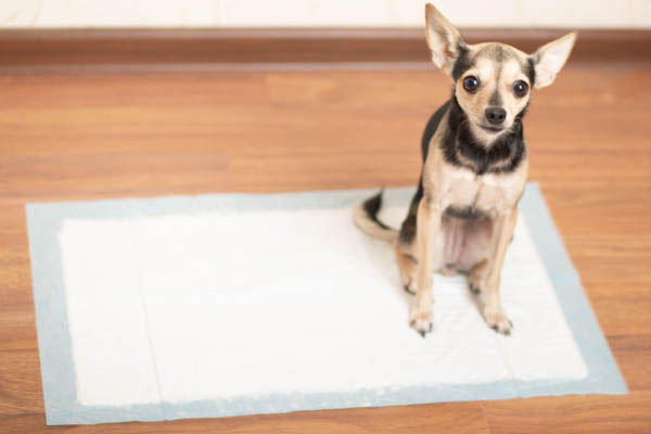 dog with pee pad