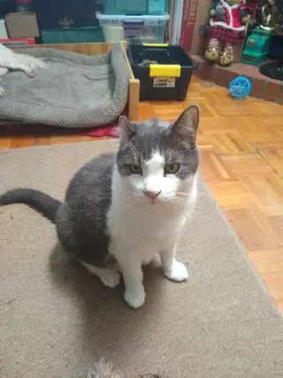 Photo of a gray and white cat named Peanut