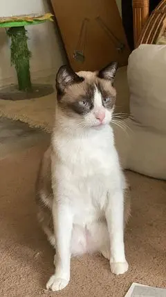 Photo of a white and brown cat named S'mores