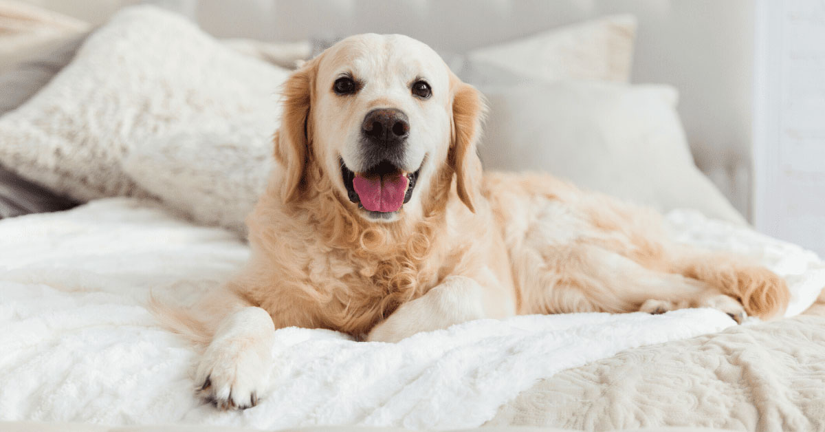7 Ways to Manage Your Dog's Uncontrollable Shedding