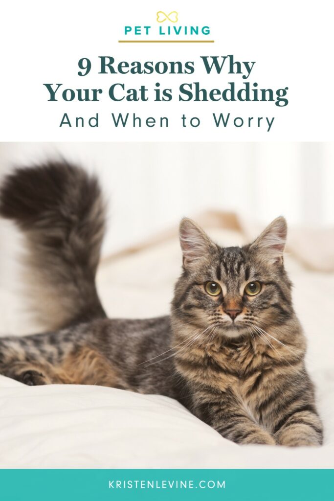 Why Is My Cat Shedding So Much? | Pet Living