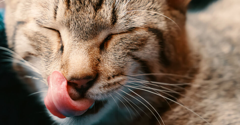 250 Adorable Food Names For Cats Pet Living