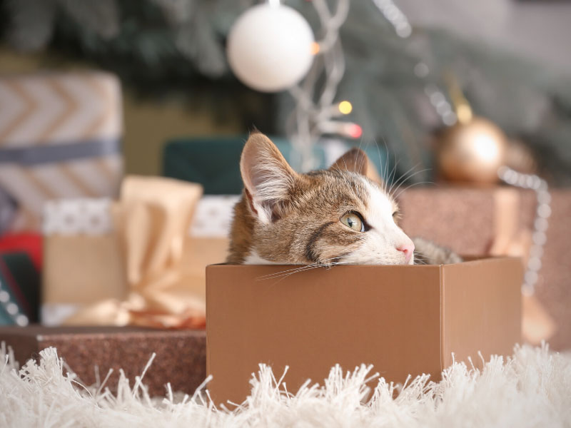 10 Best Holiday Gifts For Cat Moms