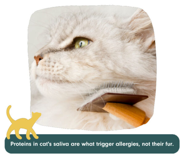 Why Is My Cat Shedding So Much? Pet Living