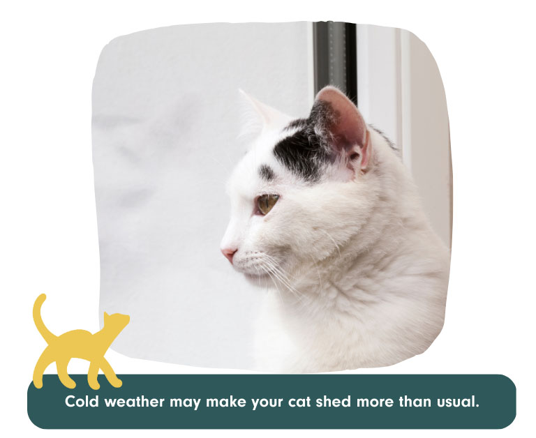 cold weather may make your cat shed more than usual