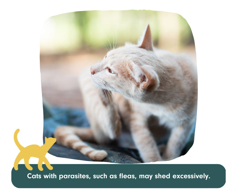 cats with parasites such as fleas may shed excessively