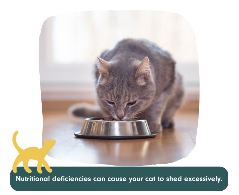 nutritional deficiencies can cause your cat to shed excessively