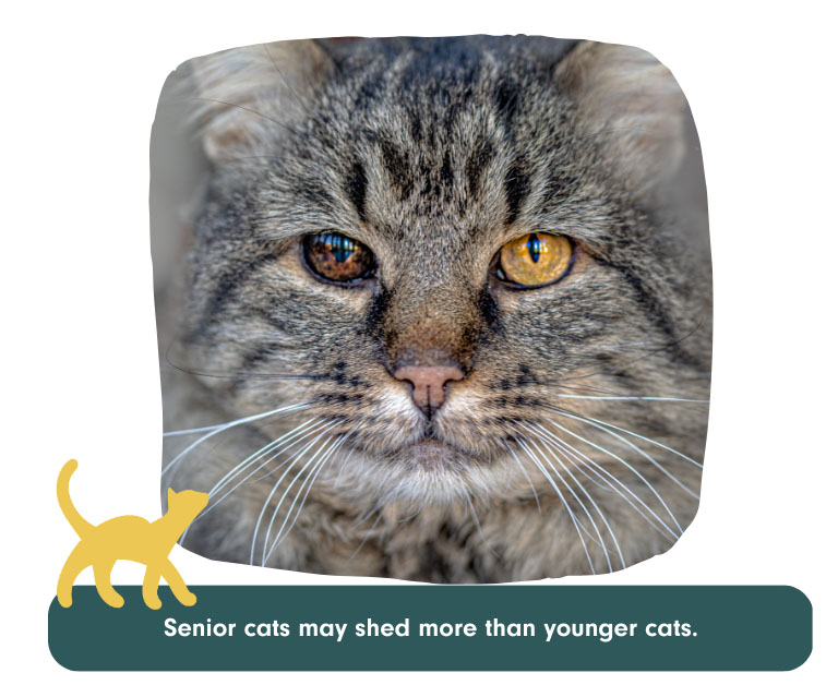 senior cats may shed more than younger cats