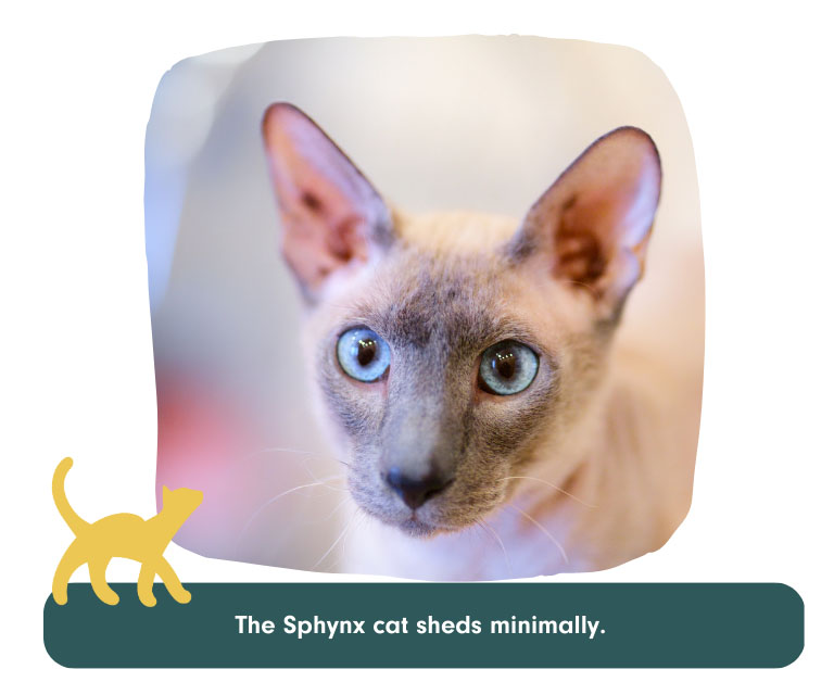 sphynx cat sheds minimally