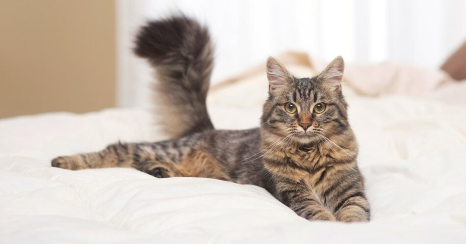 Cat shedding in clearance winter