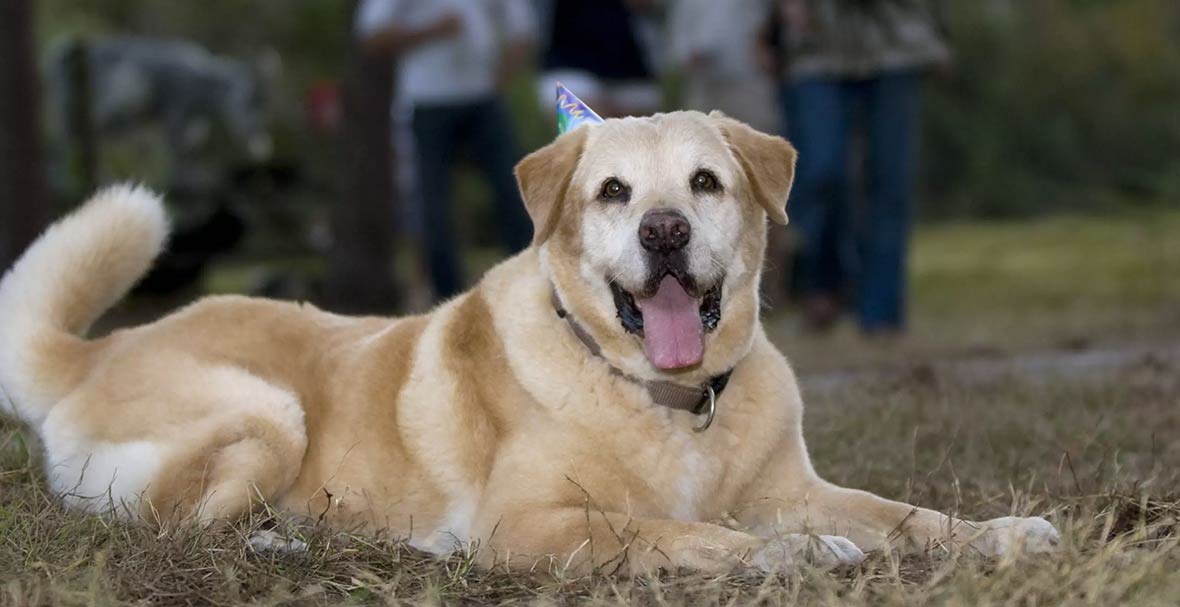 Photo of Buck wearing a party hat