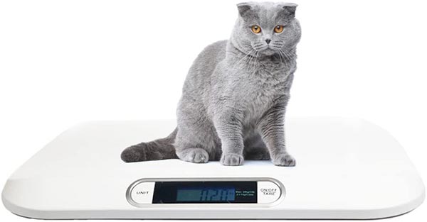 Photo of a gray cat on a Digital Portable Pet Dog Cat Scale