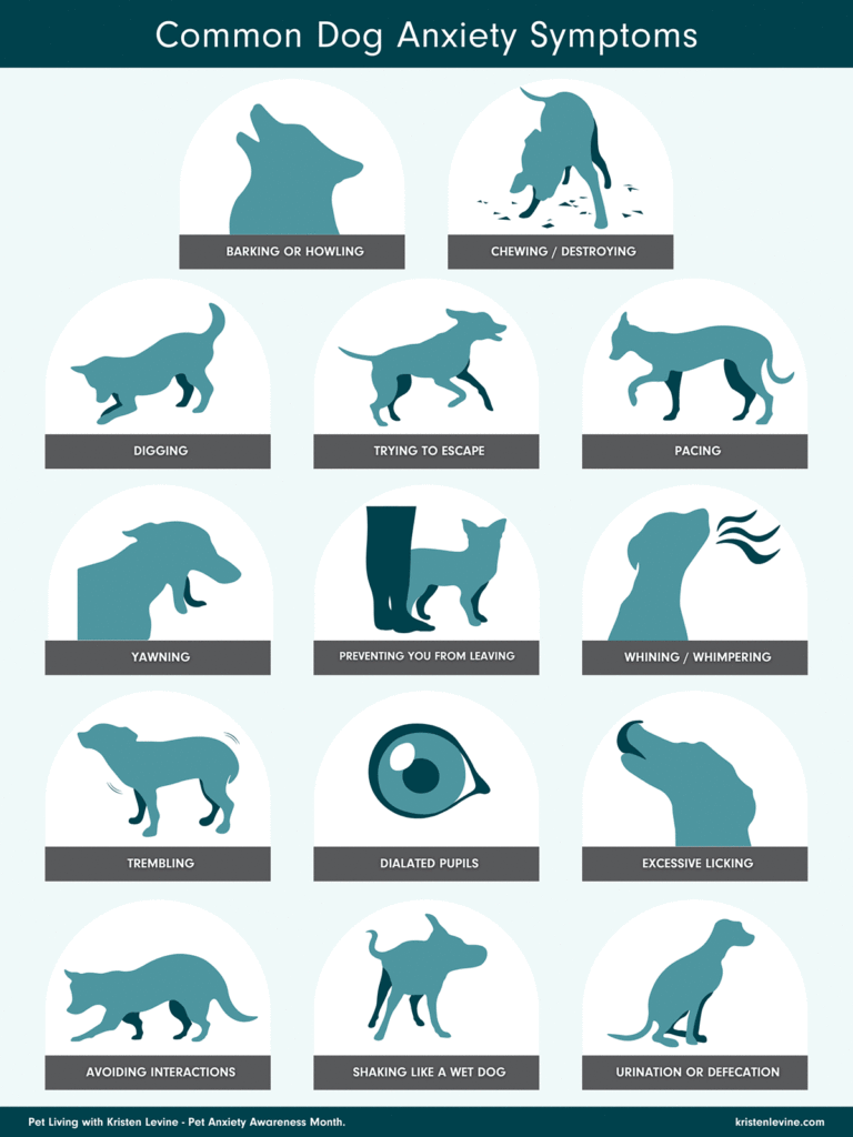 Actually Stand Signs Dog Anxiety In Us