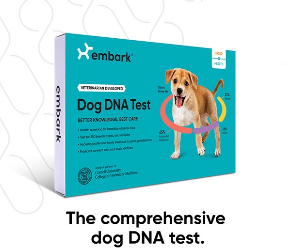 Photo of a dog DNA test