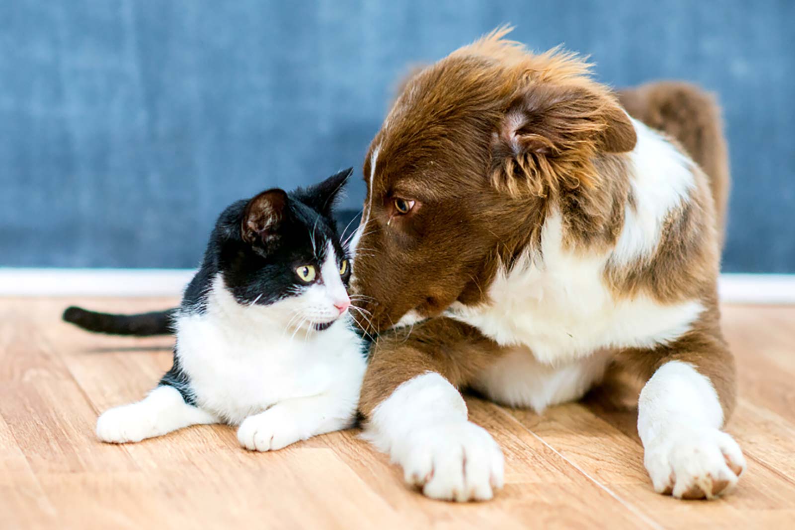 Are Cats Or Dogs Better For Anxiety