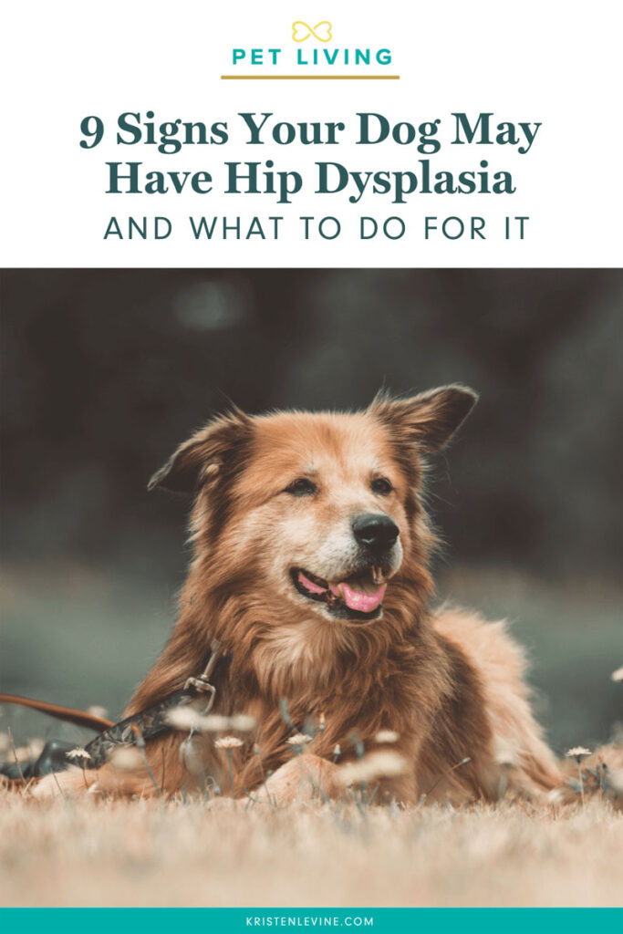 9 Signs Your Dog Might Have Hip Dysplasia and What to Do for It