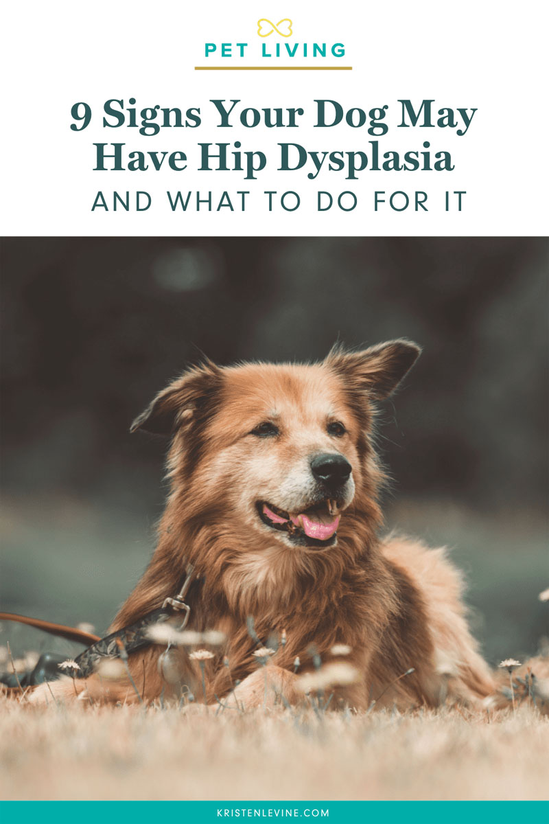 what happens to dogs with hip dysplasia