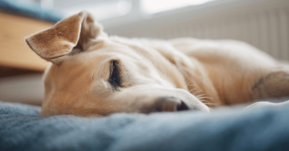 Absolute pet outlet bed