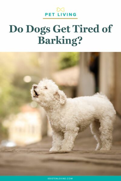 do dogs get tired of barking pin