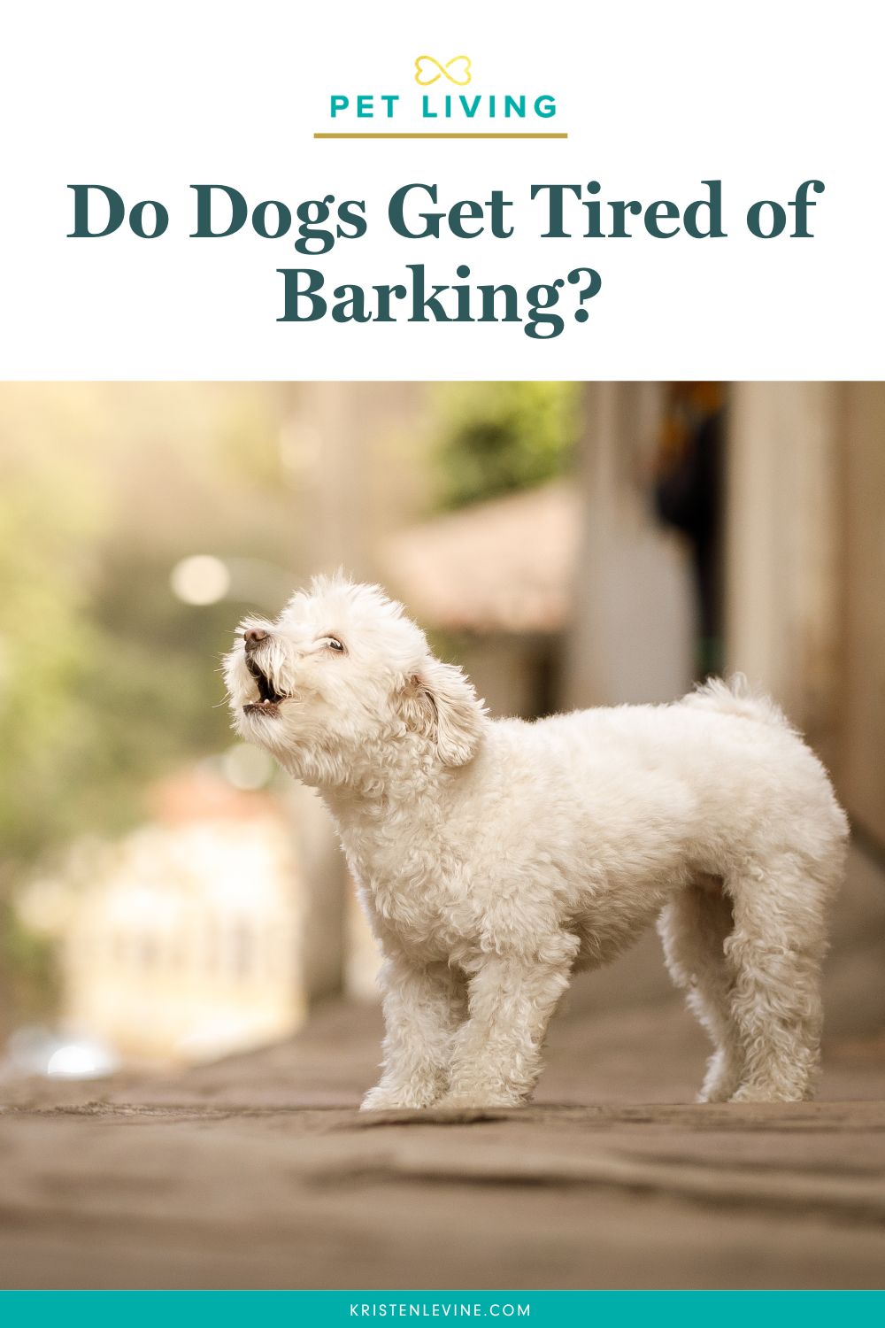 Do Dogs Get Tired of Barking? Pet Living