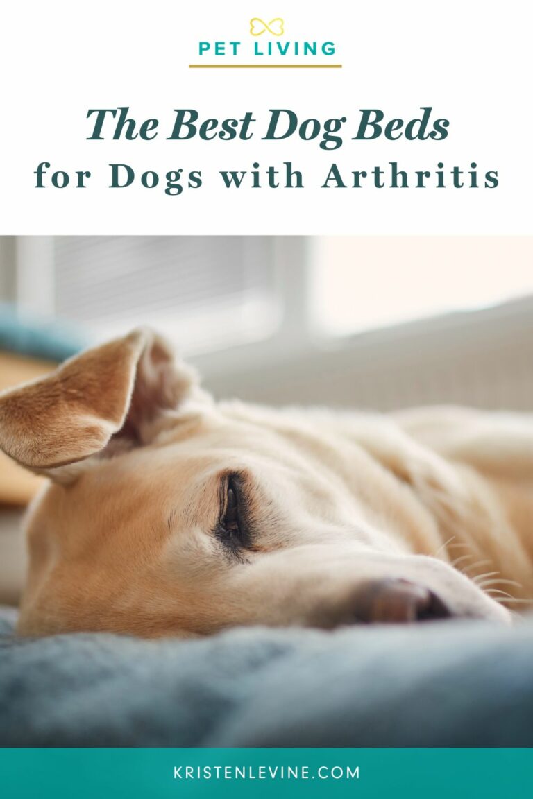 7 Best Dog Beds for Arthritis Pet Living