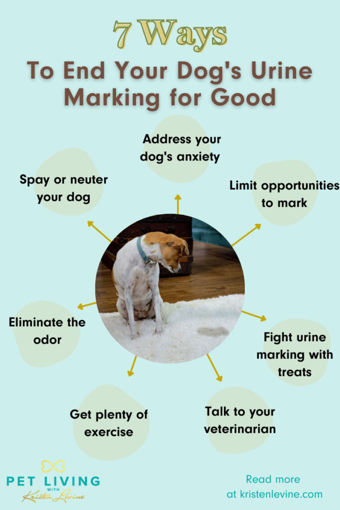 7 ways to end your dog's urine marking for good