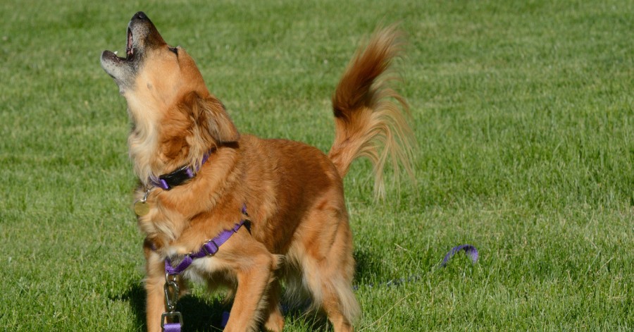 an excited dog may not stop barking