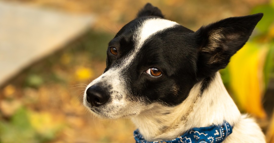 anxious dog looking back