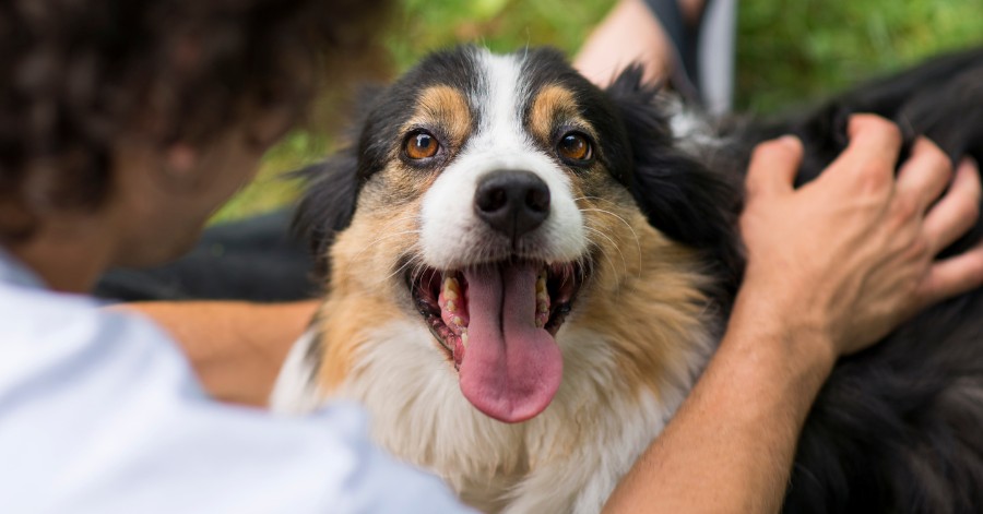 excited dog up close