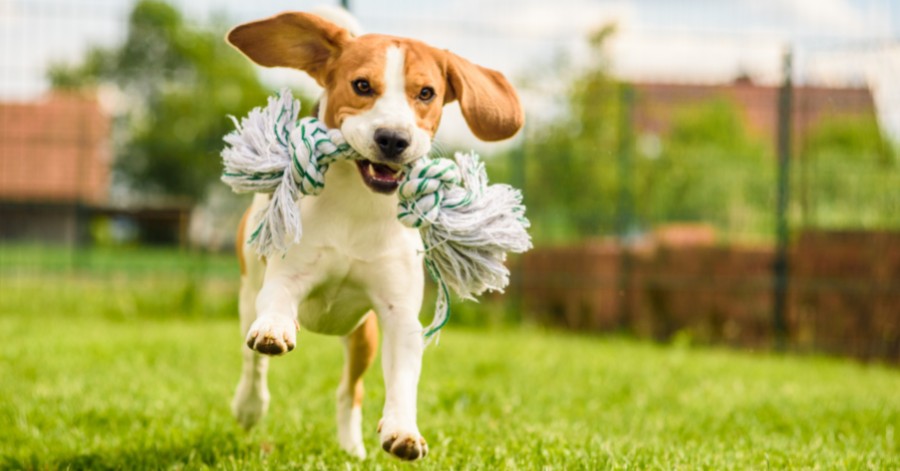 happy dog playing fetch