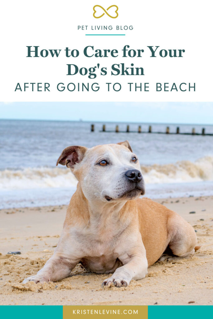 how to care for dogs skin after going to the beach pin