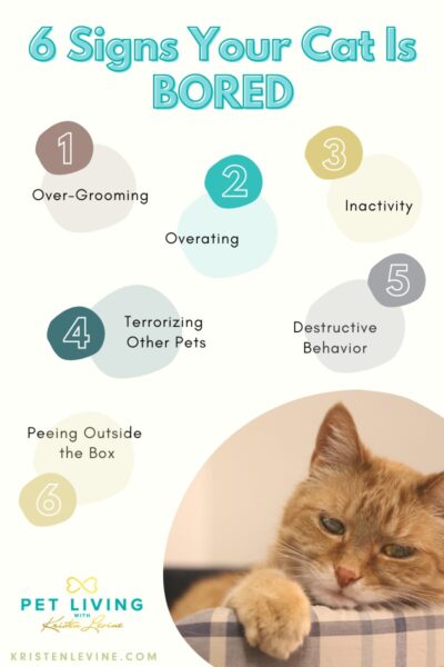 6 signs your cat is bored