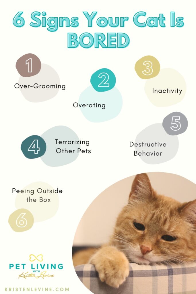 6 Signs Your Cat is Bored and How to Fix It