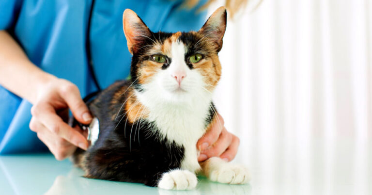 How Often Should You Take Your Cat To The Vet?