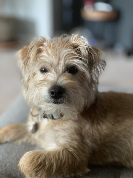 Yorkie dog looking at camera while laying dog with paw tucked under. 