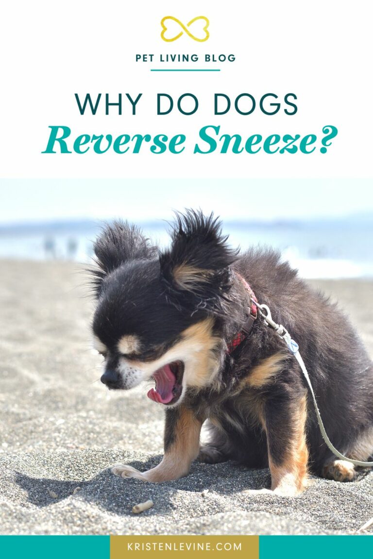 Why Do Dogs Reverse Sneeze? Pet Living