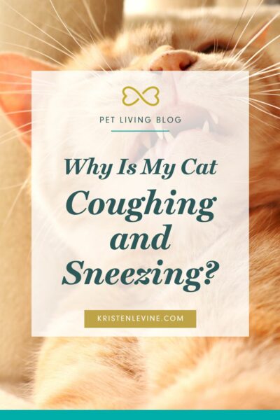 why cat coughing and sneezing pin