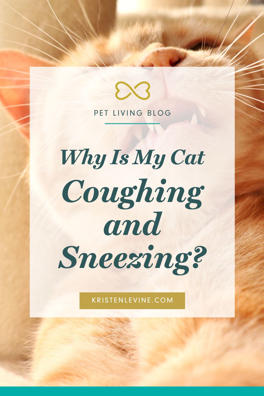 Can Cats Get Colds? Pet Living