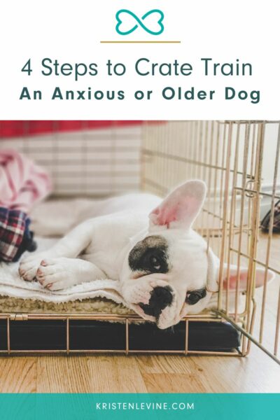 How to crate train an older dog with outlet separation anxiety