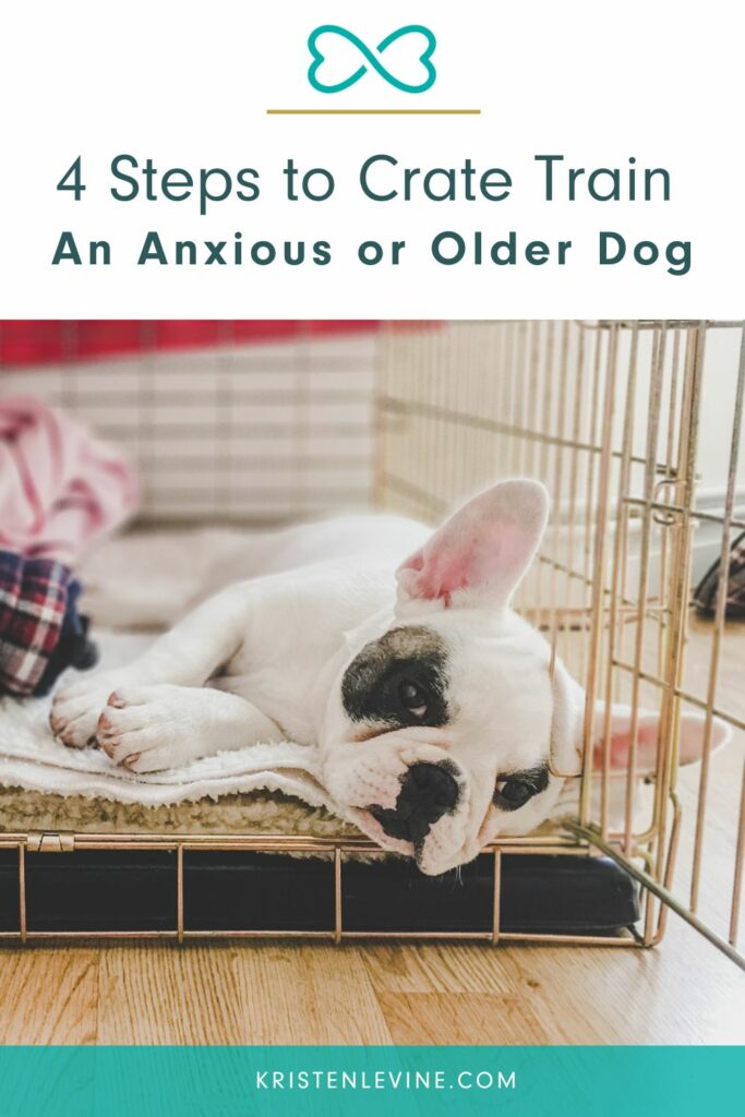 How to Crate an Older Dog in 5 Steps Pet Living